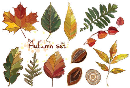 Vector set with autumn set leaves, nuts, tree. Thuja; aspen; physalis; alder; elm; willow; maple; oak; Potentilla. eps 10のイラスト素材