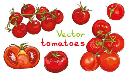 Colorful vector set of bright fresh tomatoes illustration. Single tomato, tomatoes on a branch, half a tomato. eps 10のイラスト素材