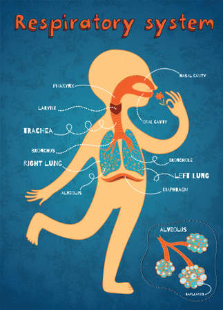 Human respiratory system for kids. Vector color cartoon illustration. Human anatomyのイラスト素材