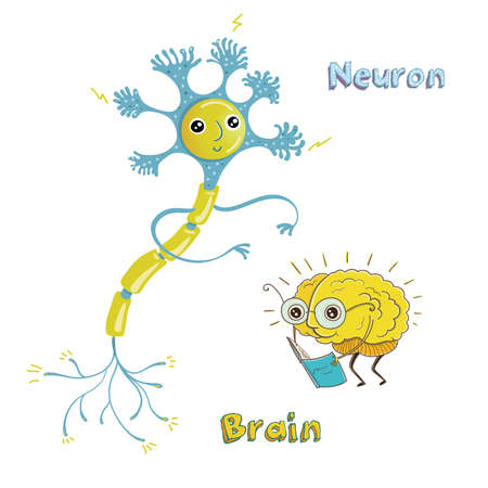 Vector illustration of structure of human neuron and healthy human brain. Funny educational illustration for kids. Isolated characters.のイラスト素材