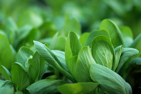 Fresh Green Spinachの写真素材