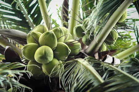 Green Coconut at Treeの写真素材