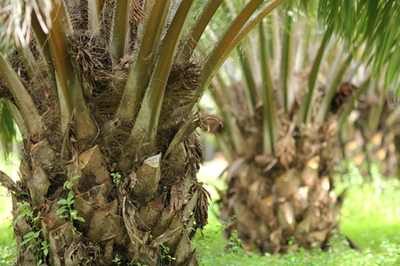 Palm Oil Treeの写真素材