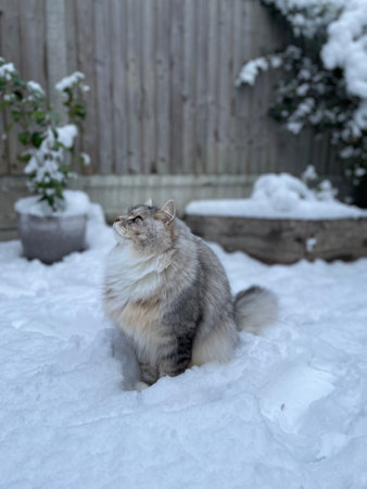 Cat in the snow in backyard in london. siberian cat playing in garden in the snowの写真素材