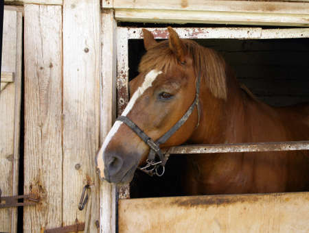 horse standing in a stall  petの写真素材