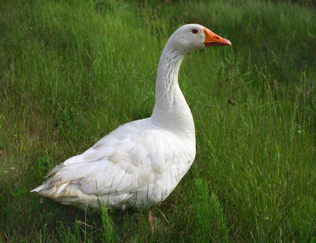 home goose on green grass  breeding for human consumptionの写真素材