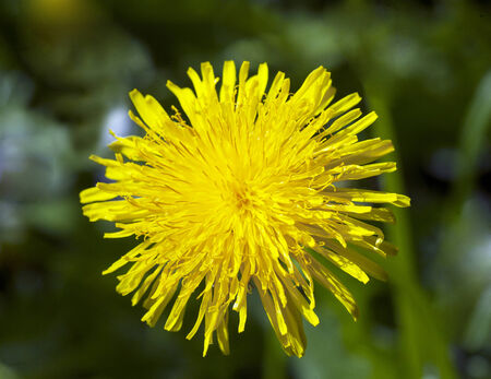 dandelion blown in sunny spring day floraの写真素材