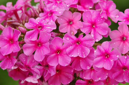 pink phlox flowers after the rain, ornamental flowers  floraの写真素材