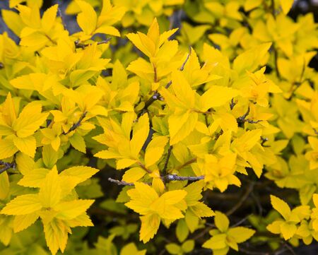 decorative shrub with yellow leaves, closeup, springの写真素材