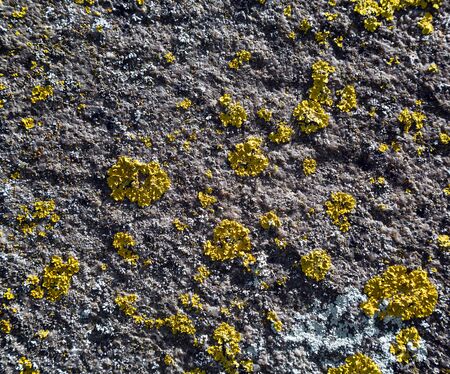 yellow lichen, moss on the rock. texture, close. background