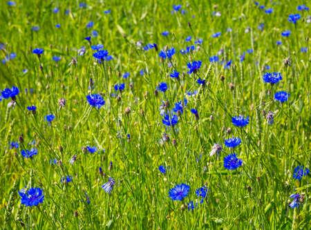 nature. Field and blue cornflowers summer day. floraの写真素材
