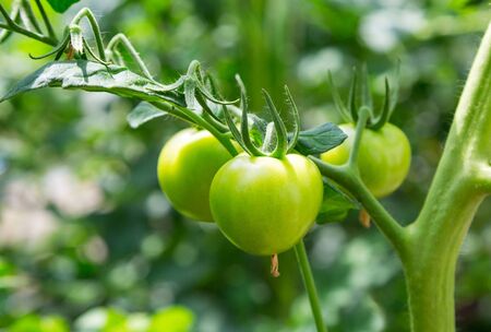 green tomatoes growing on a branch. harvest. vegetables, closeupの写真素材
