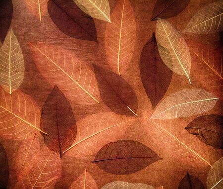 the texture of foliage. の写真素材