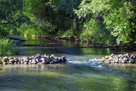 Forest river in the morning at dawn, forest, nature. fauna