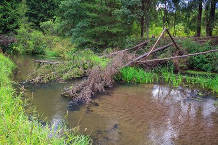 The river and the storm felled trees, forest, fallen trees in nature. fauna
