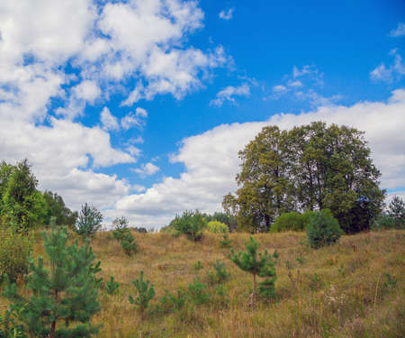 landscape with trees on the background of blue sky with clouds. Summer season