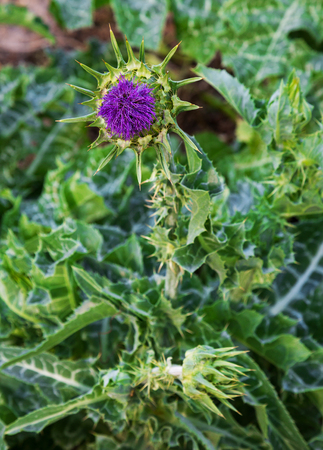 Pink milk thistle flower in bloom in the spring, medicinal plant, macroの写真素材