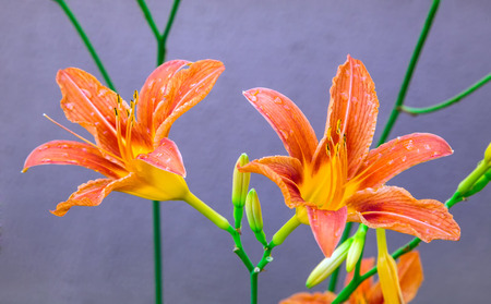wet orange lilies on purple background, close-up outdoorsの写真素材