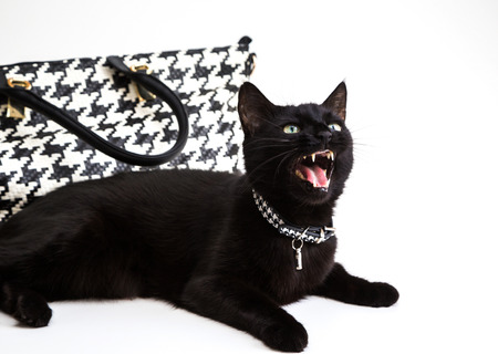 Black fashion cat with a stylish collar near the trendy handbag on a white backgroundの写真素材