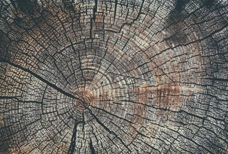 Old cracked stump wood texture background abstract background, close-up, retro styleの写真素材