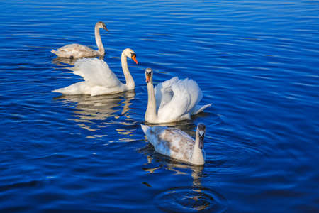Beautiful graceful white swans on the lake, a natural view with many birds, a reservoir in Belarus (the Minsk Sea)の写真素材