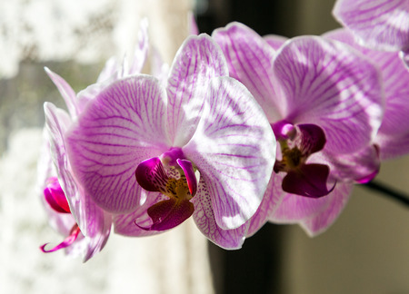 Flower lilac orchids on the stalk of the plant close-up on the background of the windowの写真素材