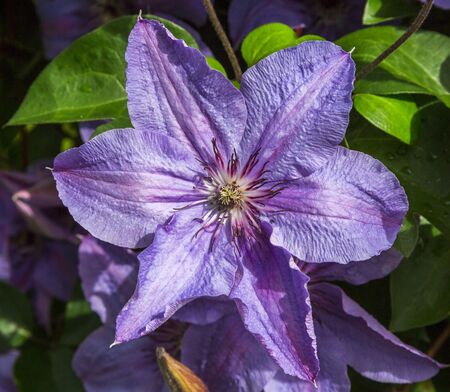 Beautiful flowers of purple clematis on the background of green leaves. Selective focus. Close-upの写真素材