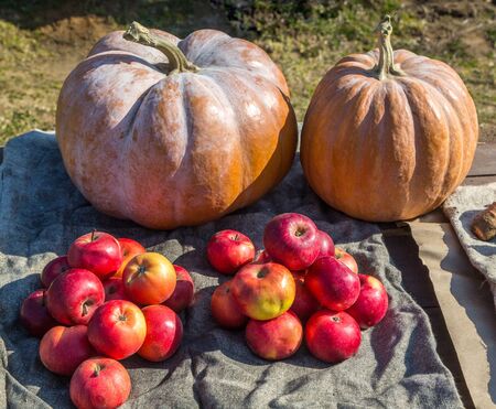 Large orange pumpkins and red apples at the bazaar. Different varieties of pumpkins and apples in the open air. Autumn harvestの写真素材