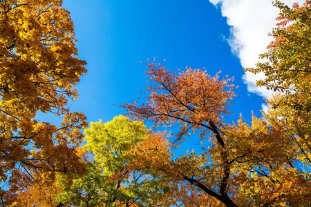 Autumn trees close-up with beautiful yellow leaves against the blue sky. Golden autumnの写真素材