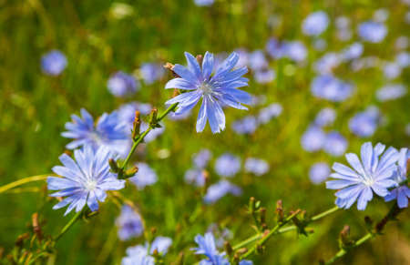 Medicinal plant Common chicory (CichÃ³rium Ã­ntybus) is a species of perennial herbaceous plants from the genus Chicory (Cichorium) of the Asteraceae family. Herbal medicine. Selective focusの写真素材