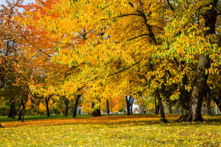 City autumn landscape of trees with beautiful yellow leaves. City Park. Loschitsky Park, Old Manor, Minsk, Belarus, golden autumnの写真素材