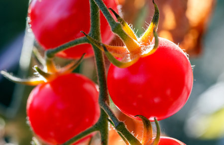 A branch of red natural cherry tomatoes on a branch. Ripe tomatoes growing in a greenhouse. Tomato bunch.の写真素材