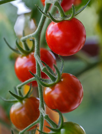 A branch of red natural cherry tomatoes on a branch. Ripe tomatoes growing in a greenhouse. Tomato bunch.の写真素材