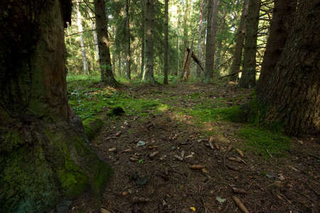 Deep and thick fir forestの写真素材