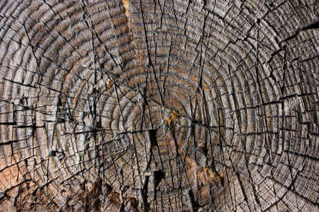 Texture of old wood with annual ringsの写真素材