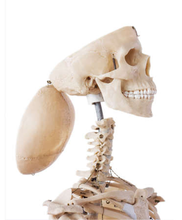 Skeleton with open cranium