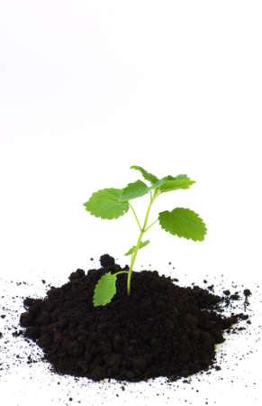 Young fresh sproutの写真素材
