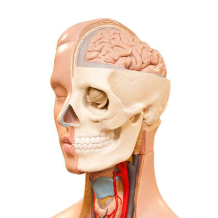 Human head anatomy pictureの写真素材