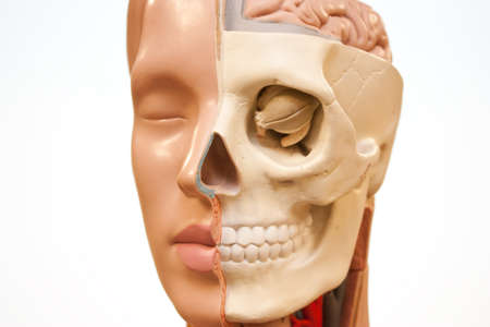 Face of medical dummyの写真素材