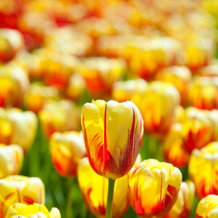 Yellow tulips fieldの写真素材