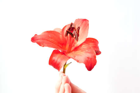 Red lily photoの写真素材