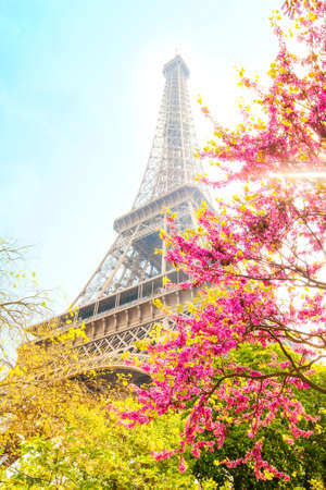 Eiffel Tower and cherry blossom, spring romantic postcardの写真素材