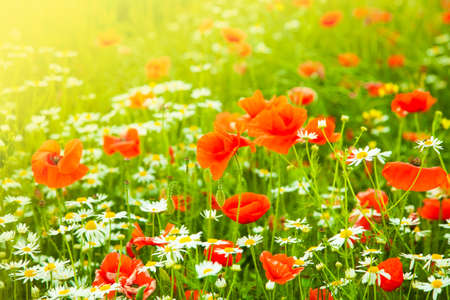 Red poppy and daisy flowers fieldの写真素材