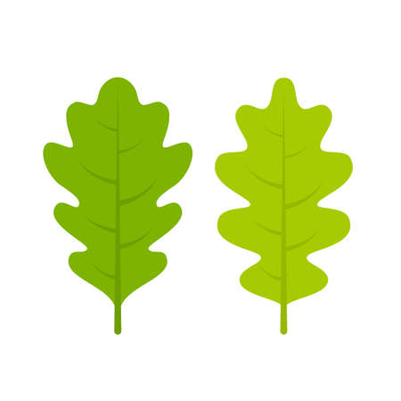 Green fresh oak leaflet vector illustrationのイラスト素材