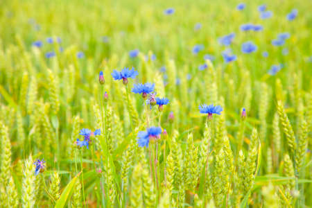 Wild cornflowers in a cereals fieldの写真素材