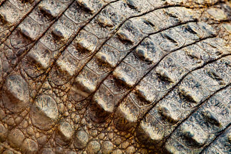 Ð¡rocodile spine and lather textureの写真素材