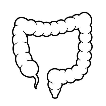 Large intestine vector line icon on white backgroundのイラスト素材