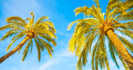 Palm trees and blue sky, natural background