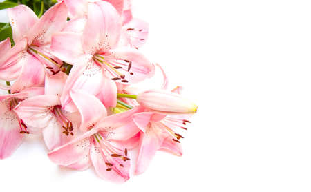 Greeting card design with pink lily flowers isolated on white backgroundの写真素材