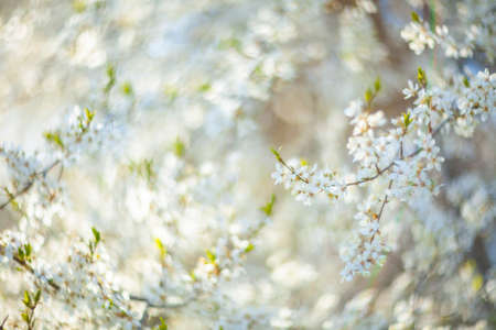 Cherry blossom flowers in a spring garden, picture taken with soft filterの写真素材